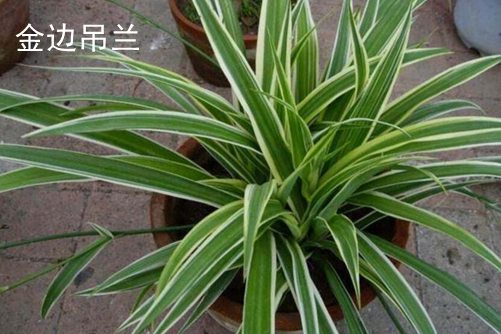 定焦镜头需要对焦a亚洲在线观看不卡高清，解锁摄影艺术的神秘密码